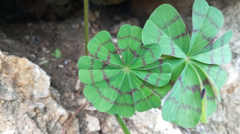Oxalis tetraphylla photo 3