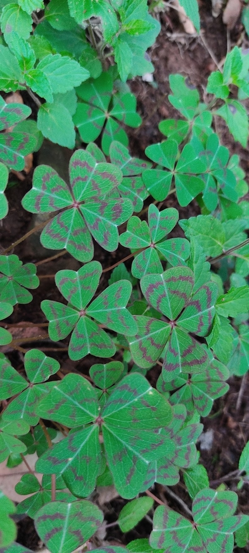 Oxalis tetraphylla photo 4