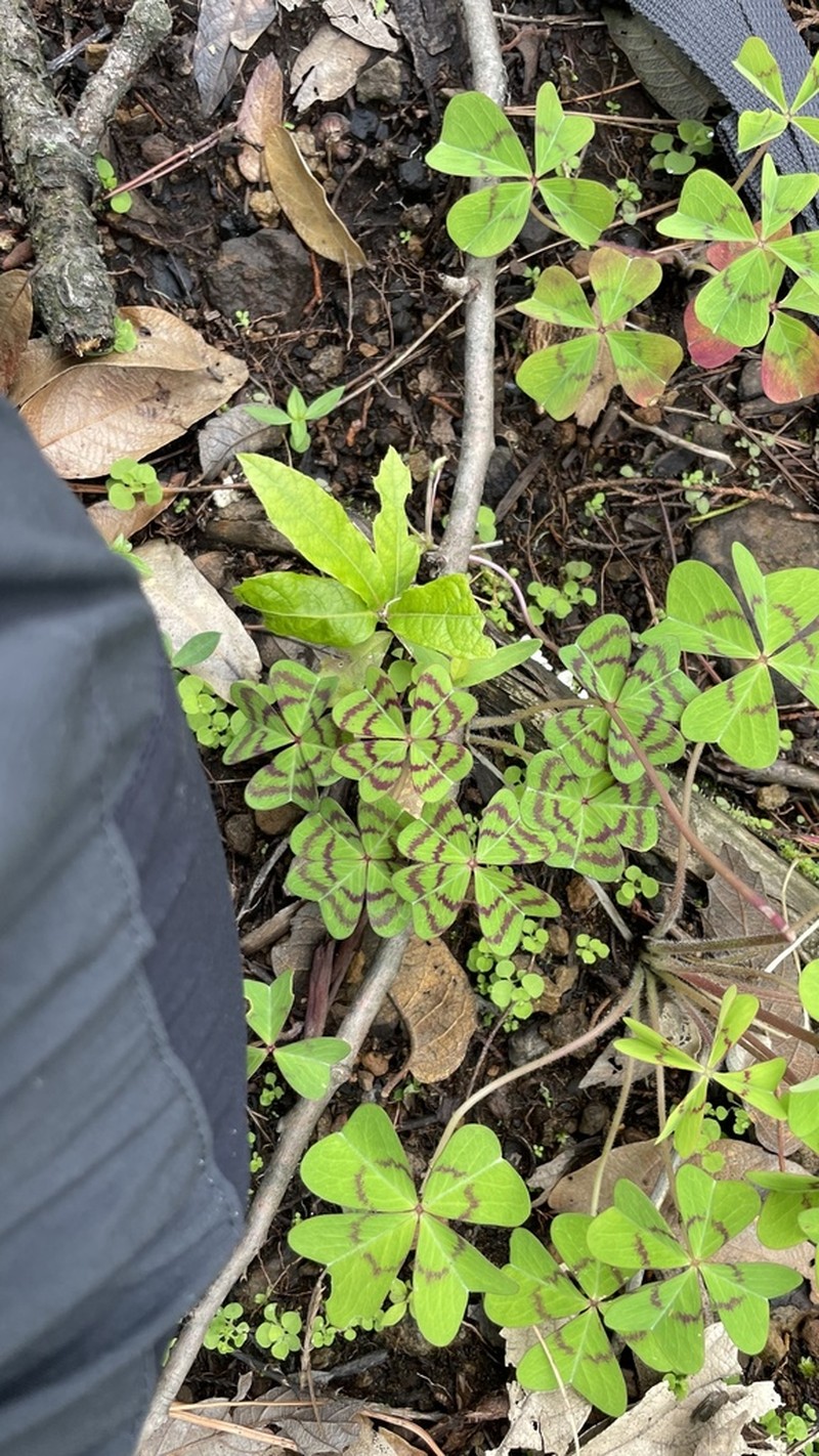 Oxalis tetraphylla photo 5