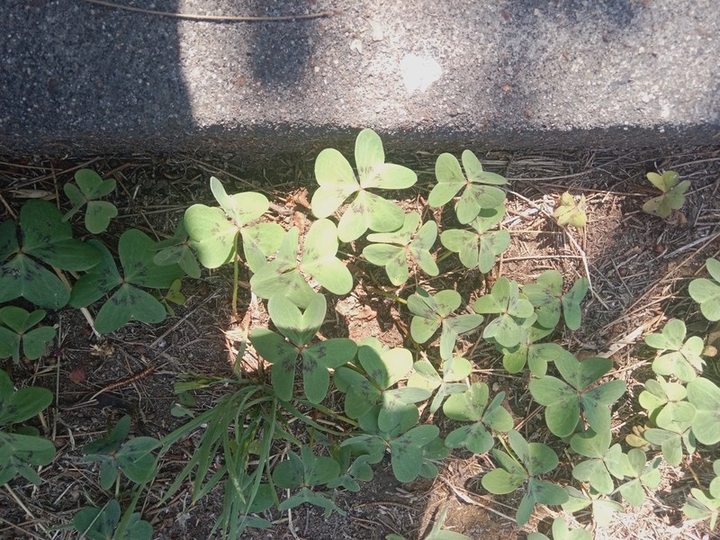 Oxalis tetraphylla photo 6