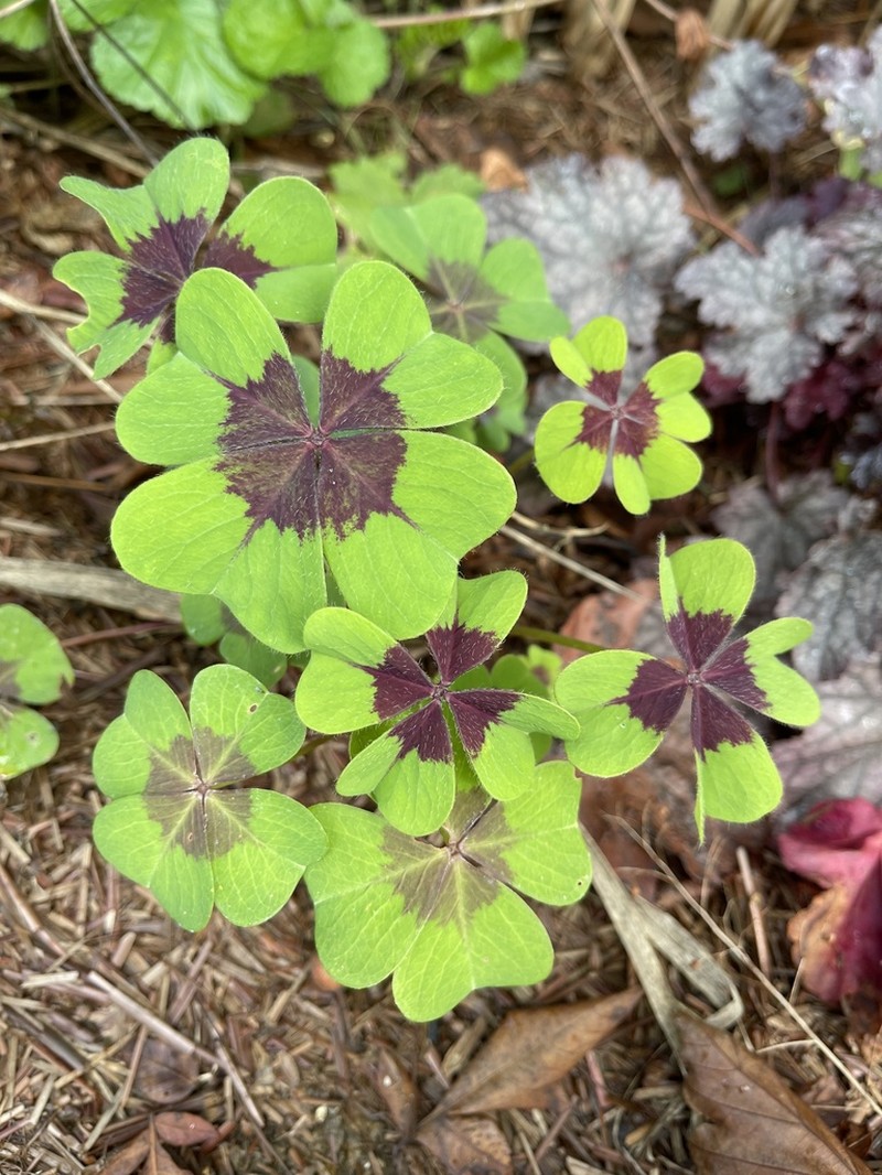 Oxalis tetraphylla photo 7