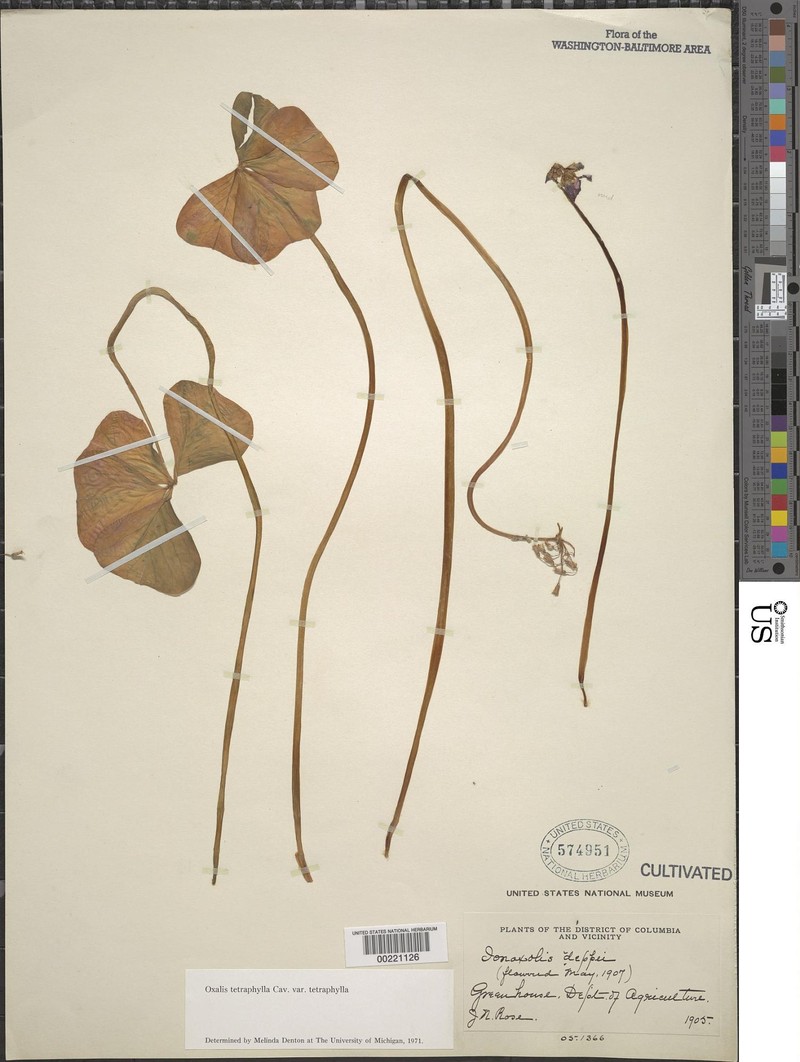 Oxalis tetraphylla var. tetraphylla