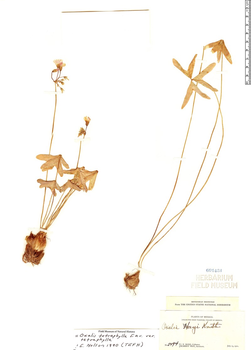 Oxalis tetraphylla var. tetraphylla photo 2