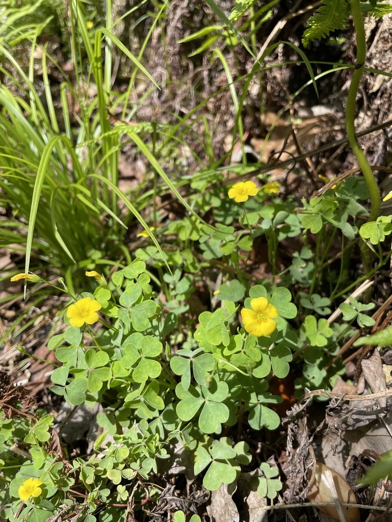 Oxalis texana
