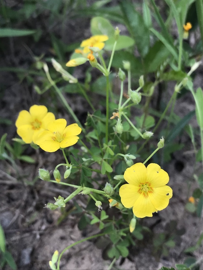 Oxalis texana photo 2