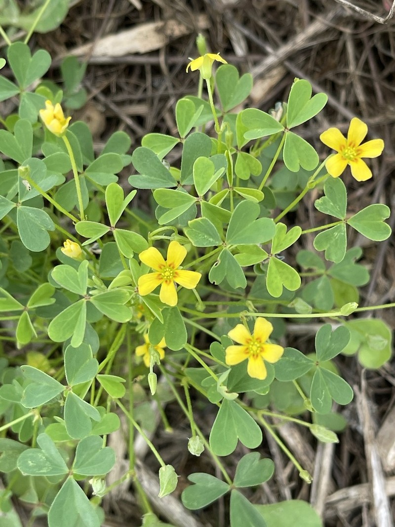 Oxalis texana photo 3