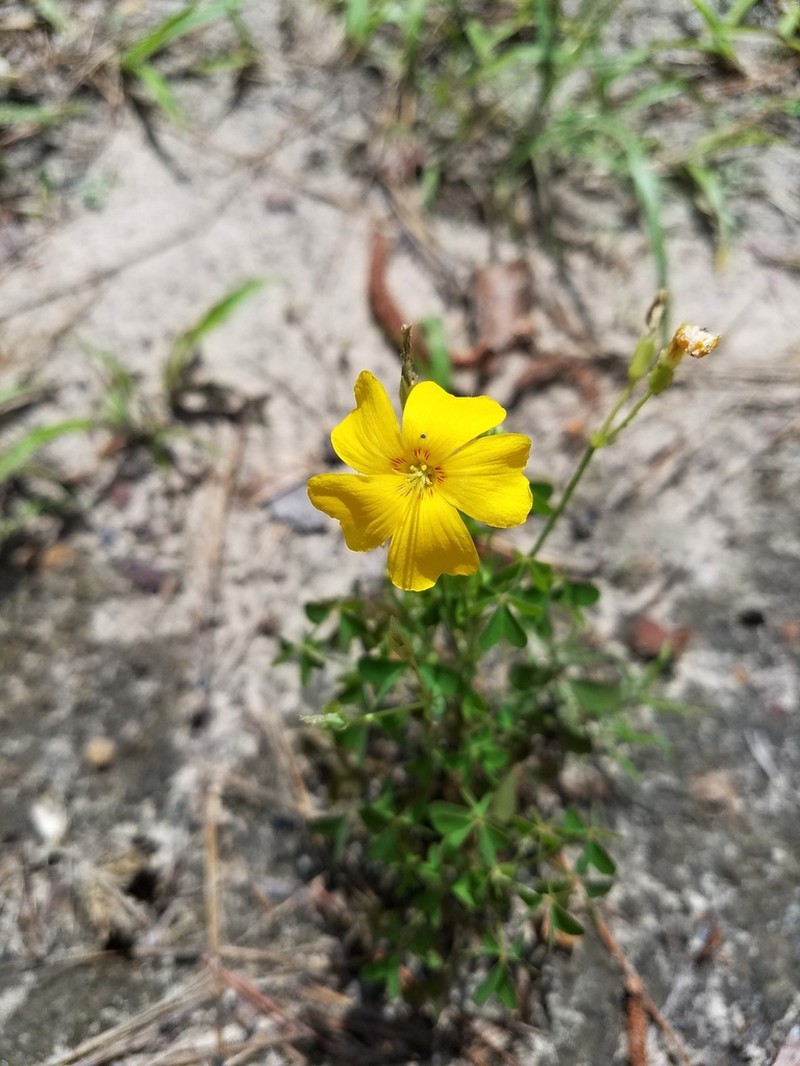 Oxalis texana photo 4
