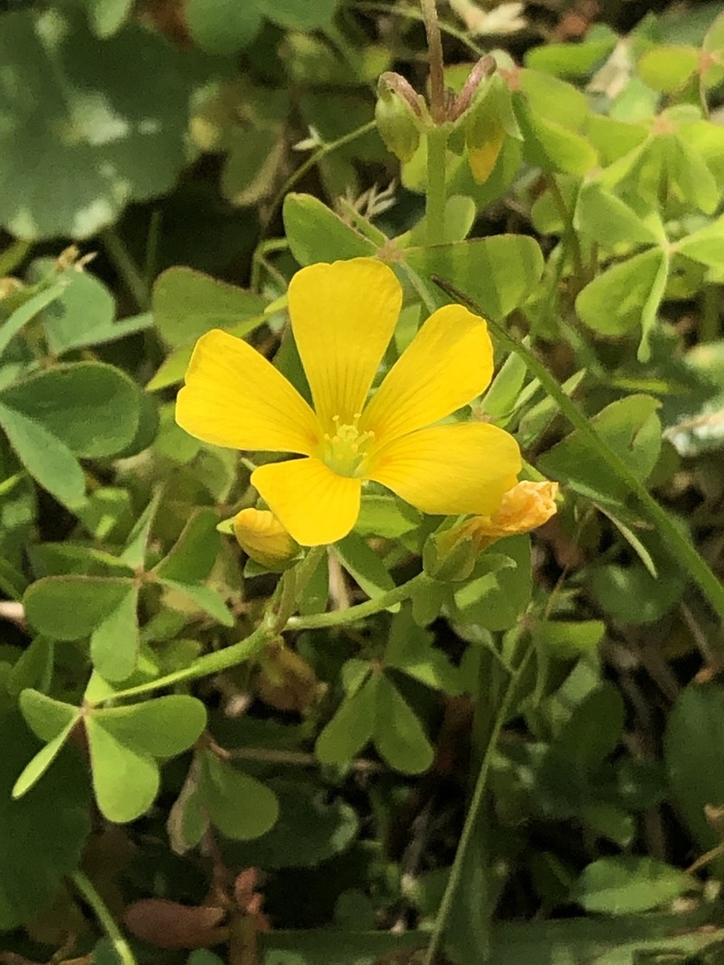 Oxalis texana photo 5