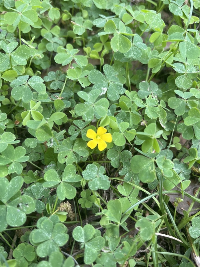 Oxalis texana photo 6