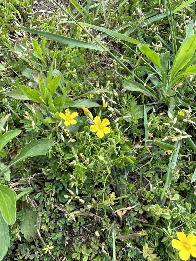 Oxalis texana photo 7