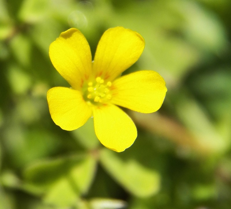 Oxalis texana photo 8