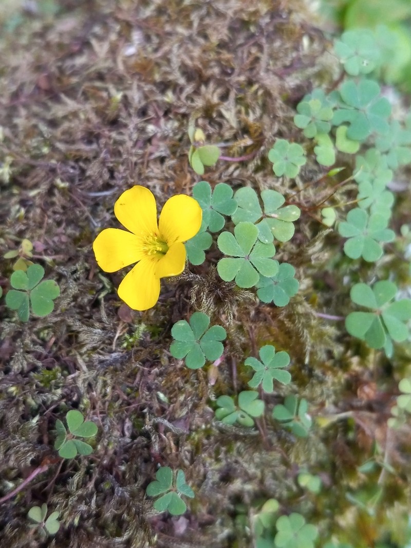 Oxalis thelyoxys