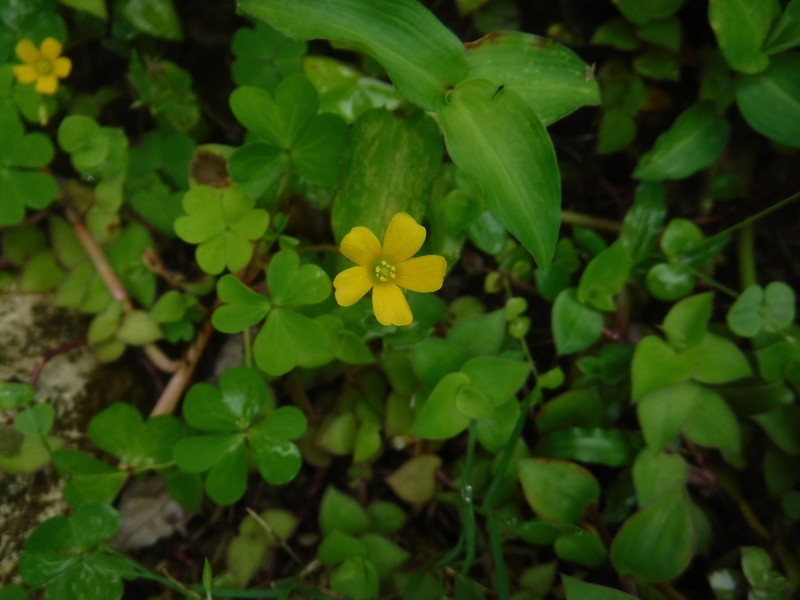 Oxalis thelyoxys photo 2