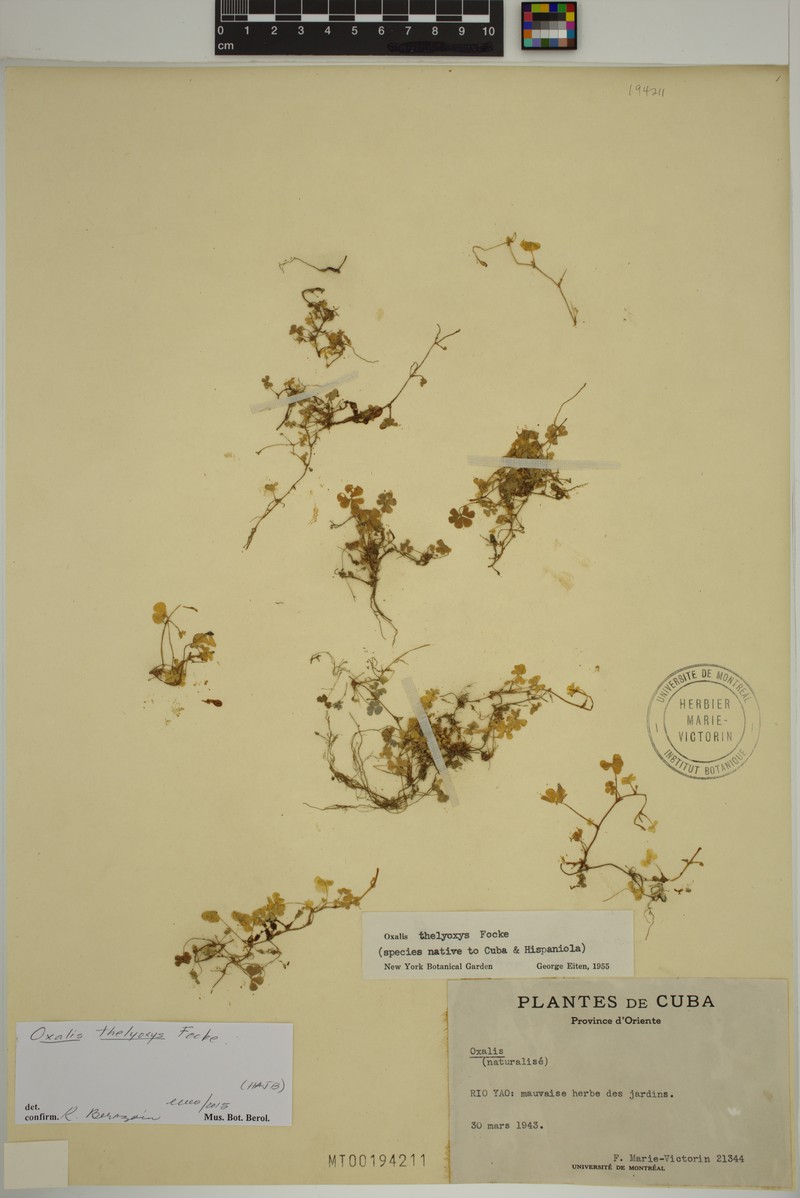 Oxalis thelyoxys photo 4
