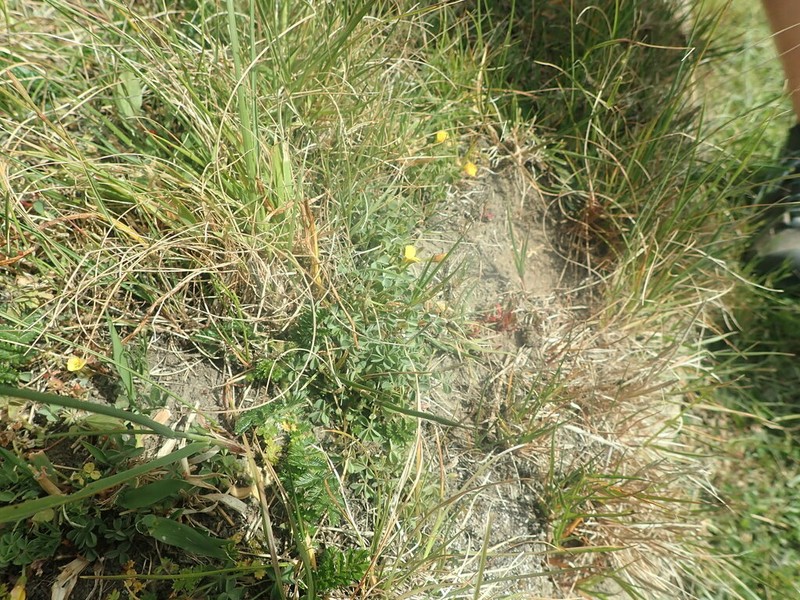 Oxalis thompsoniae