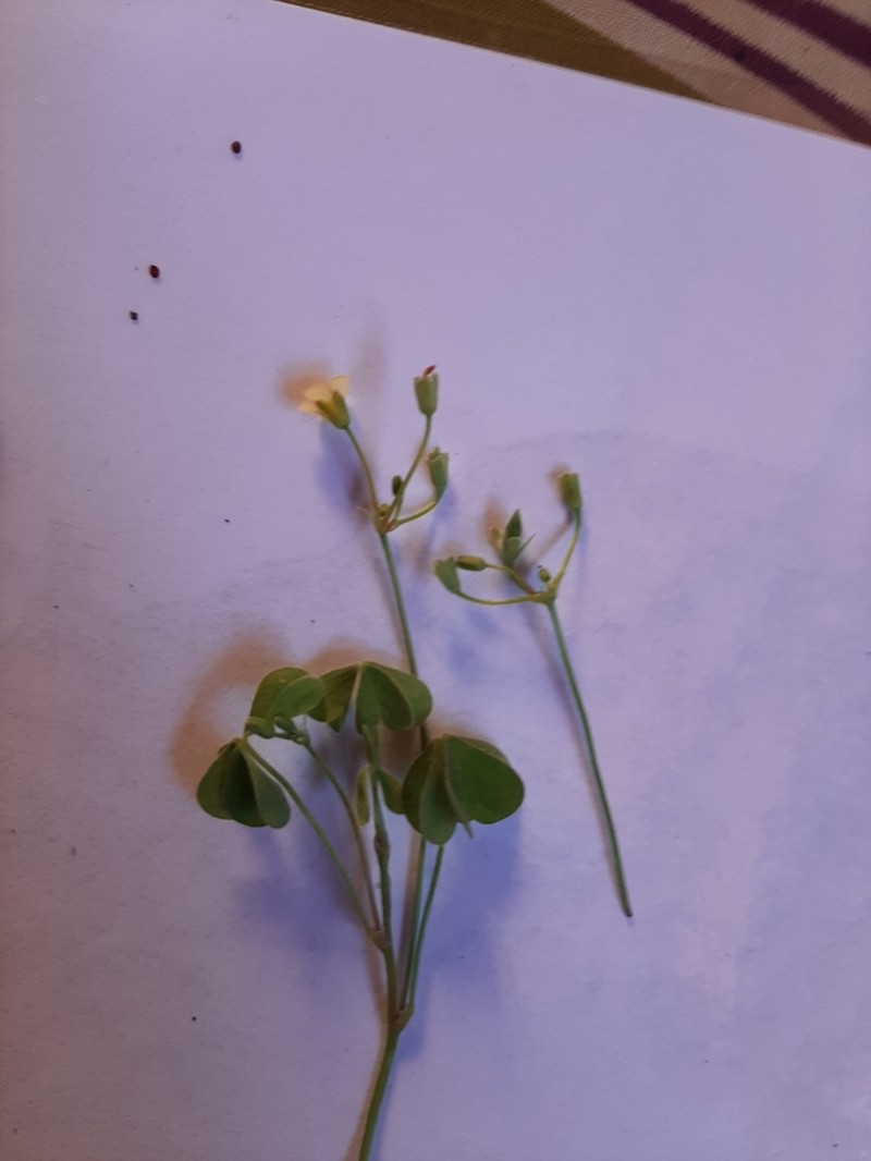 Oxalis thompsoniae photo 2