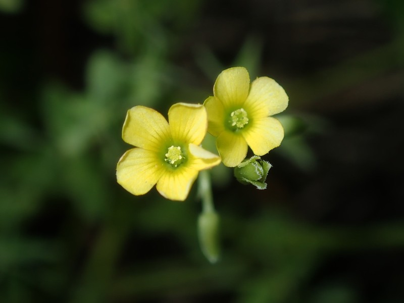 Oxalis thompsoniae photo 3