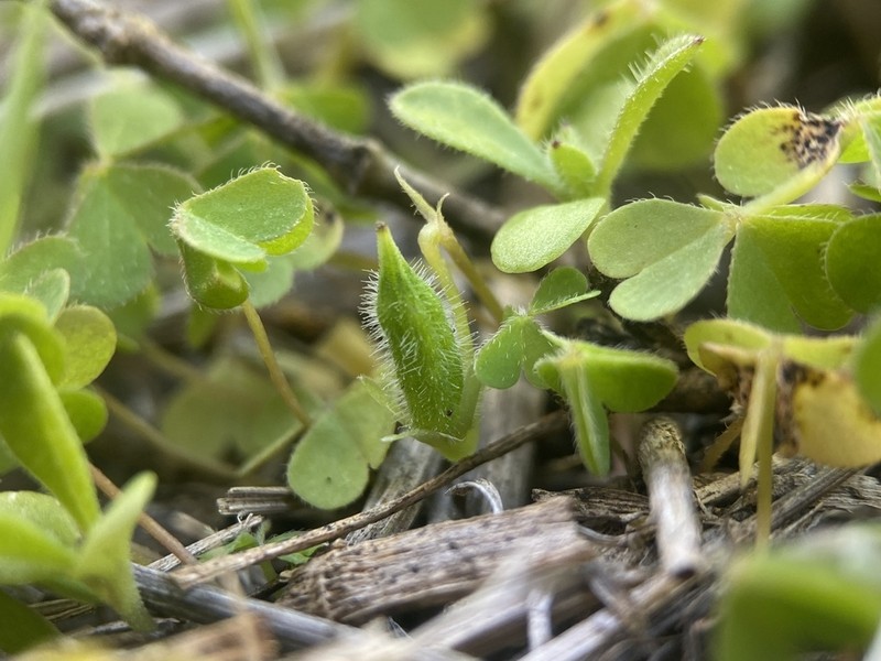 Oxalis thompsoniae photo 4