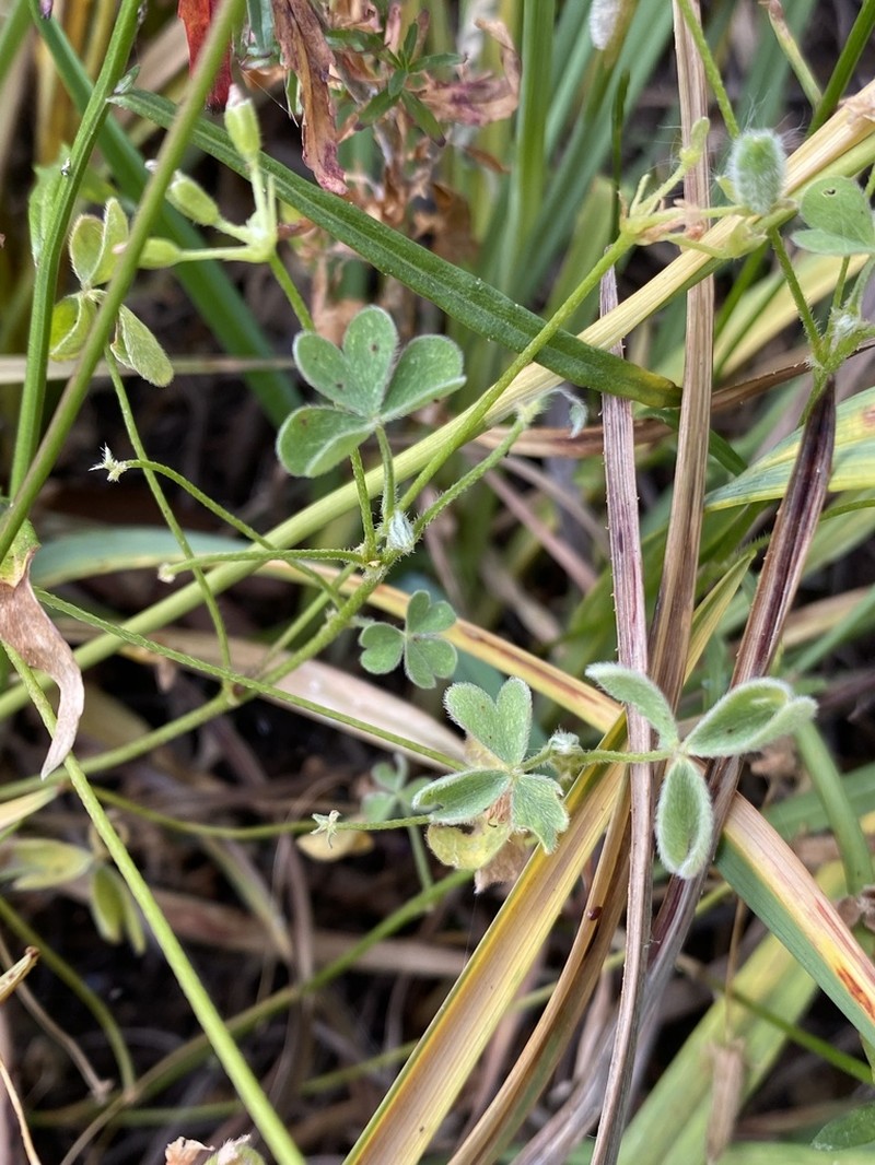 Oxalis thompsoniae photo 5