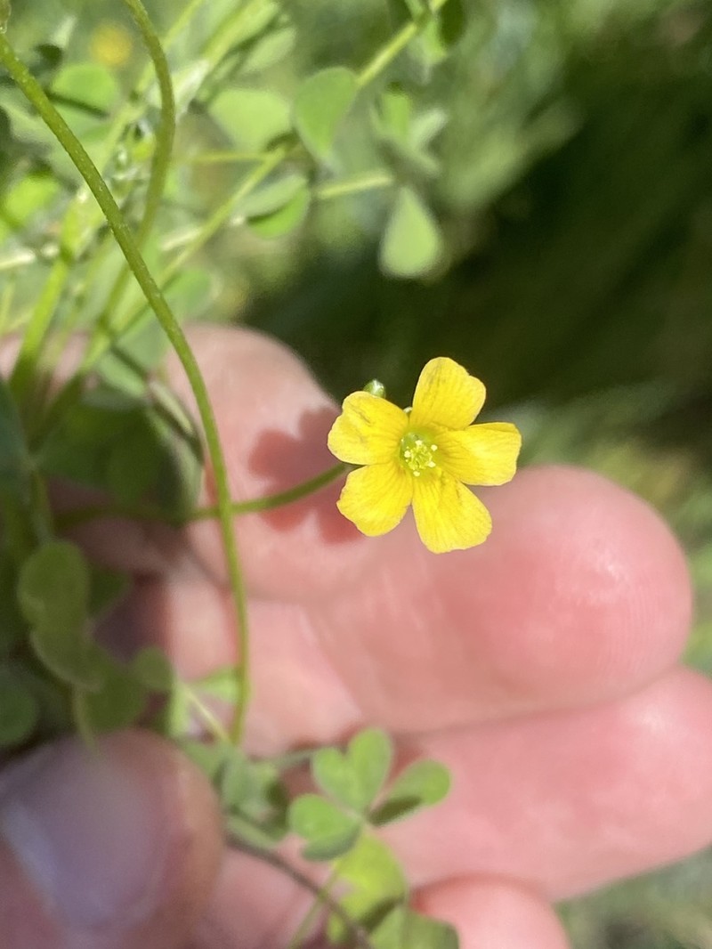 Oxalis thompsoniae photo 6