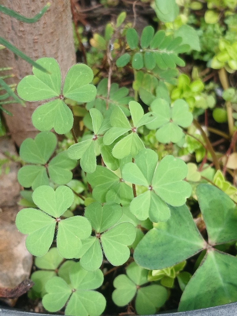 Oxalis thompsoniae photo 8