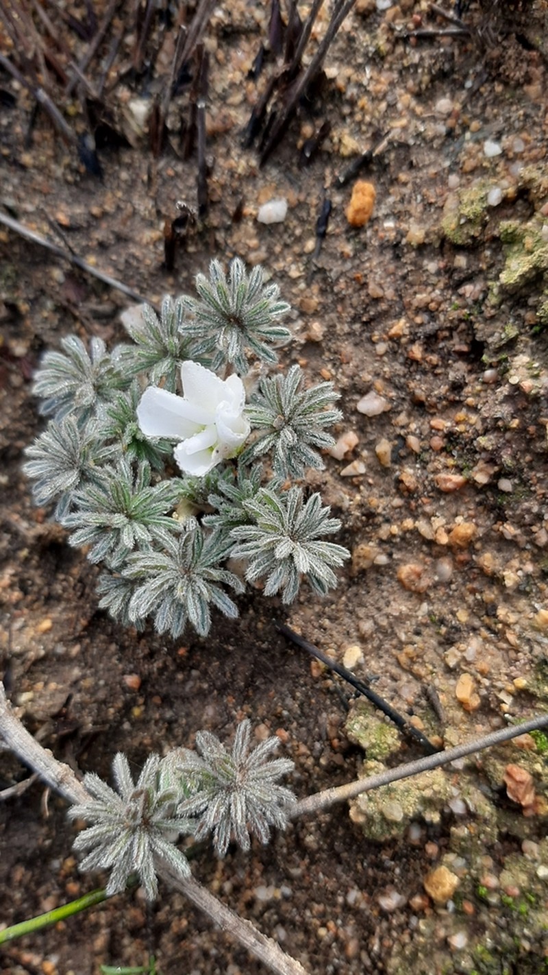 Oxalis tomentosa