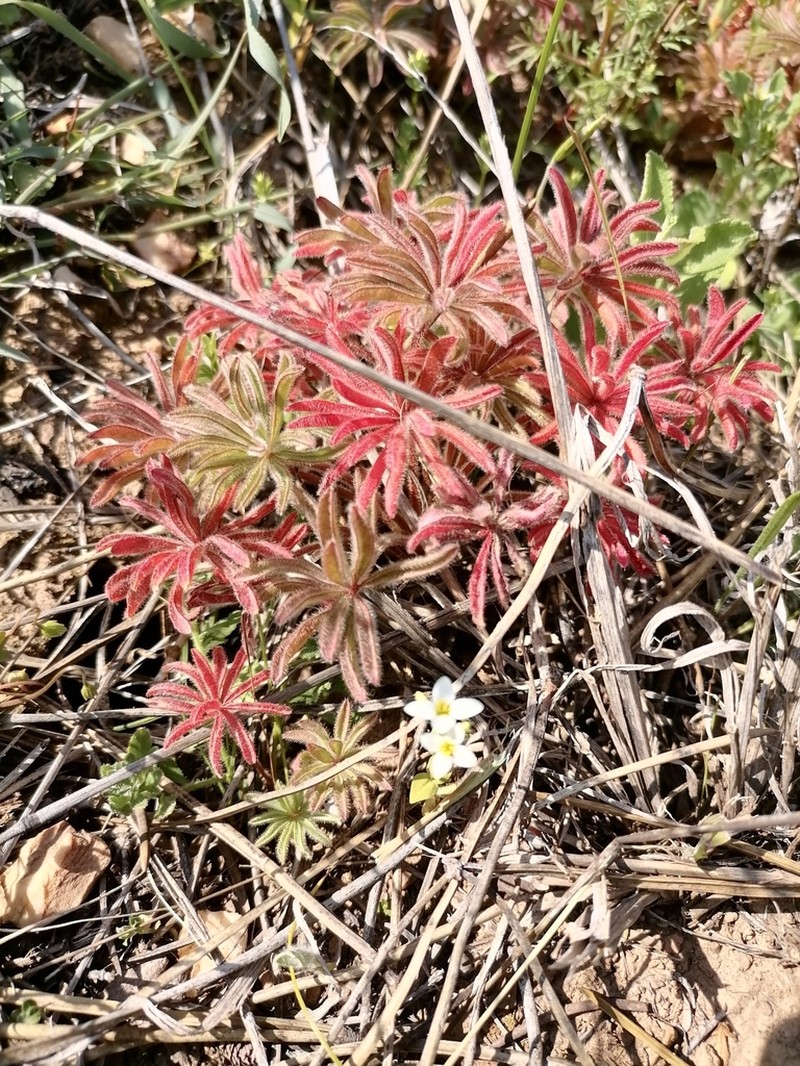 Oxalis tomentosa photo 2