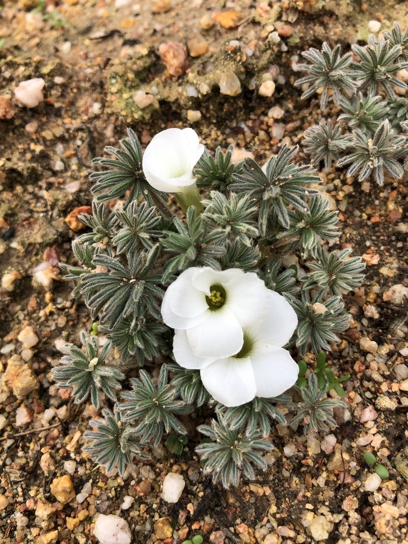 Oxalis tomentosa photo 3