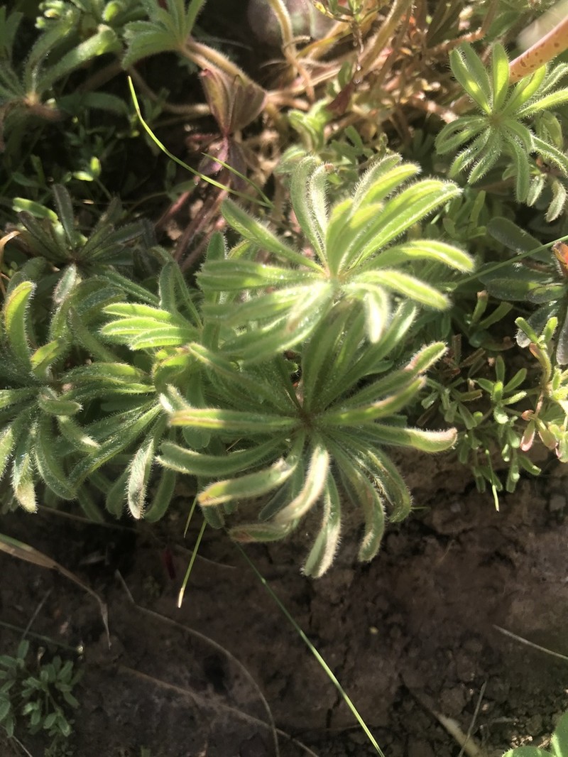 Oxalis tomentosa photo 4