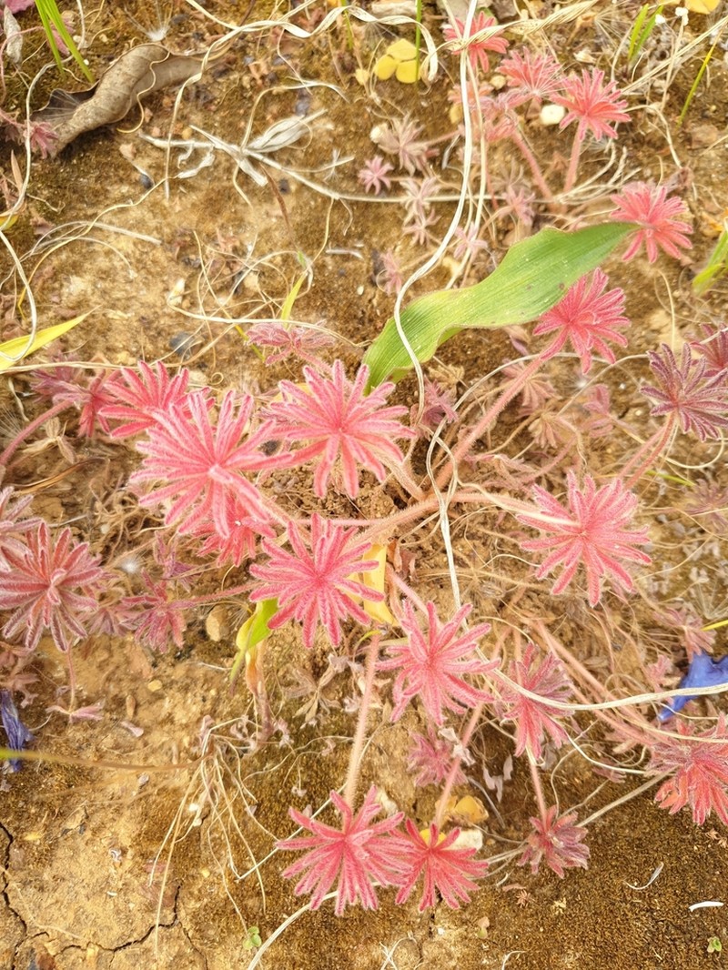 Oxalis tomentosa photo 5
