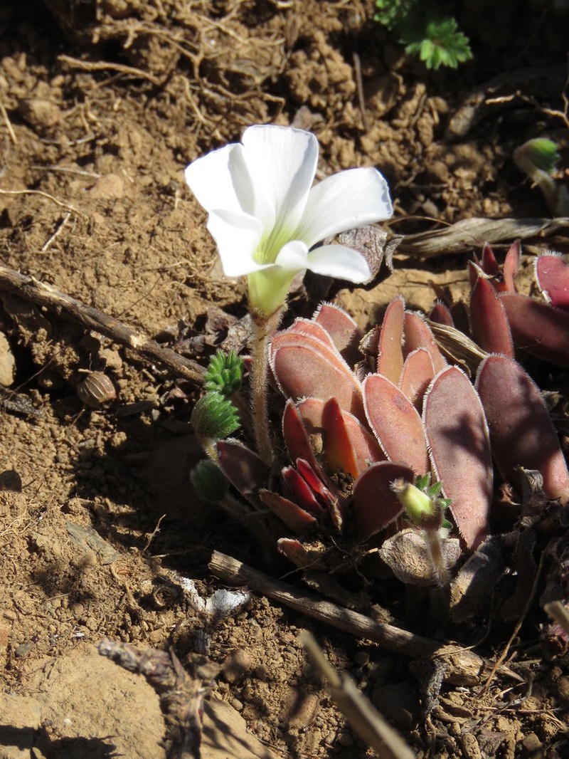 Oxalis tomentosa photo 6