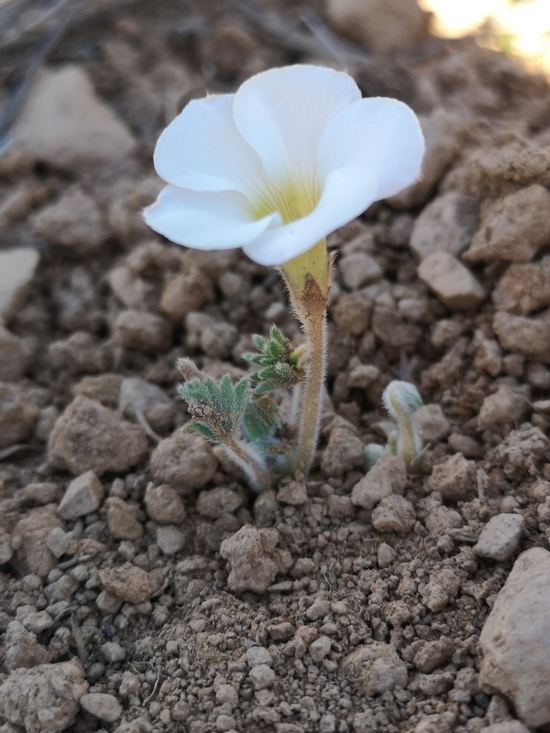 Oxalis tomentosa photo 7