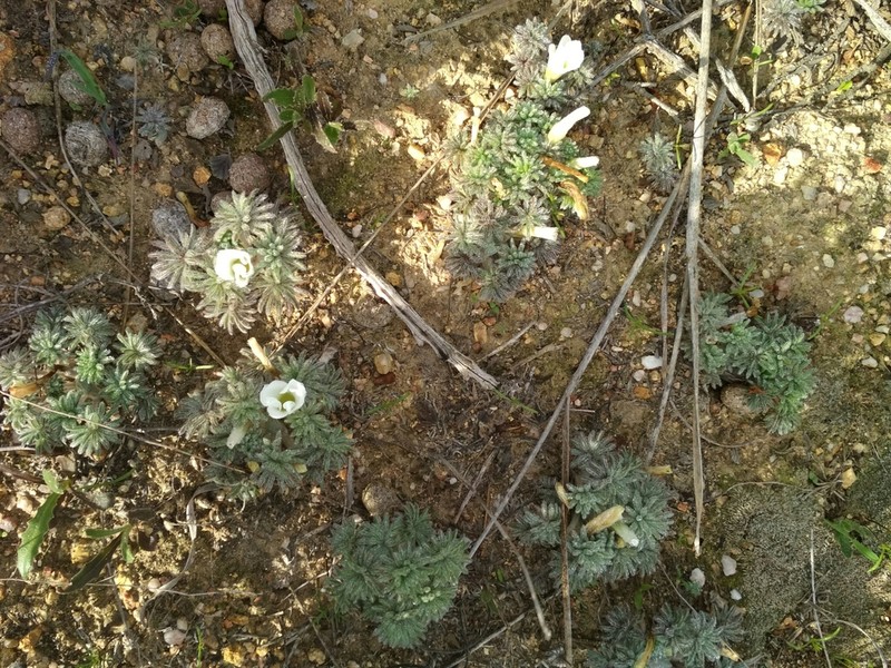 Oxalis tomentosa photo 8