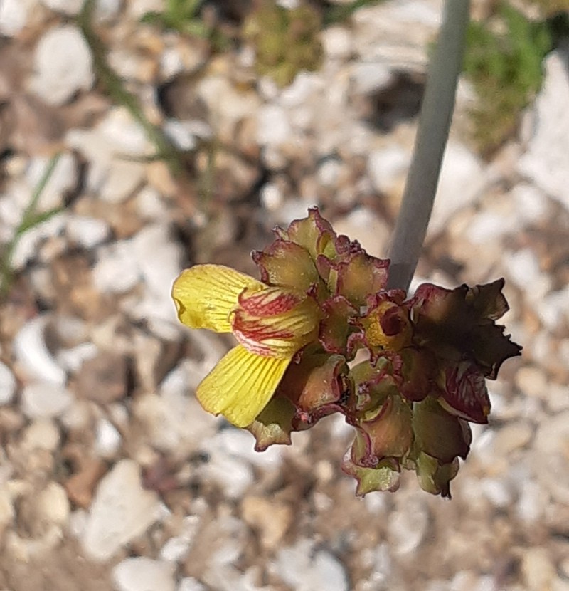 Oxalis tortuosa
