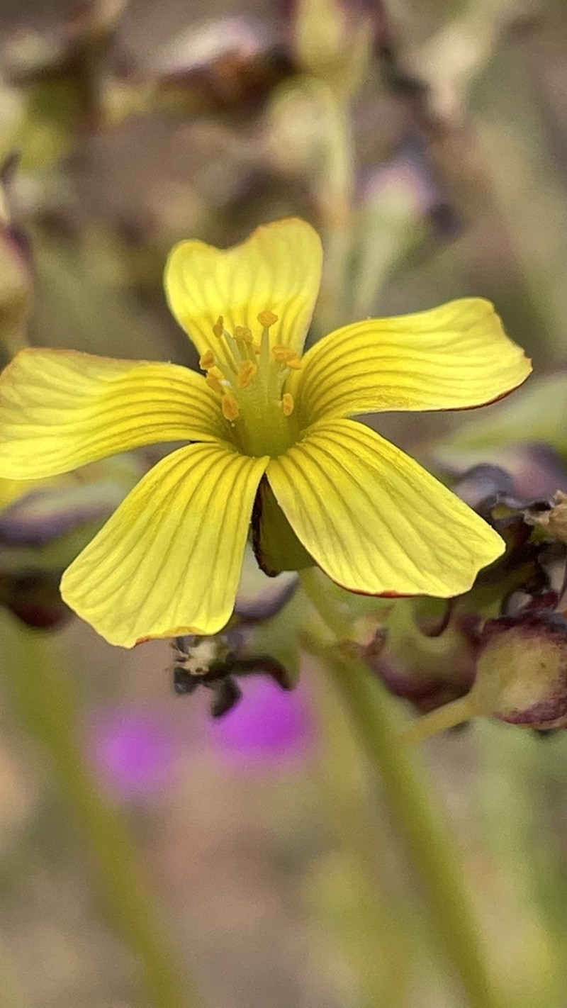 Oxalis tortuosa photo 2