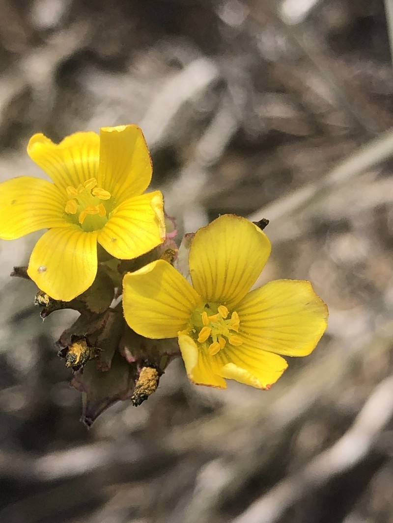 Oxalis tortuosa photo 3