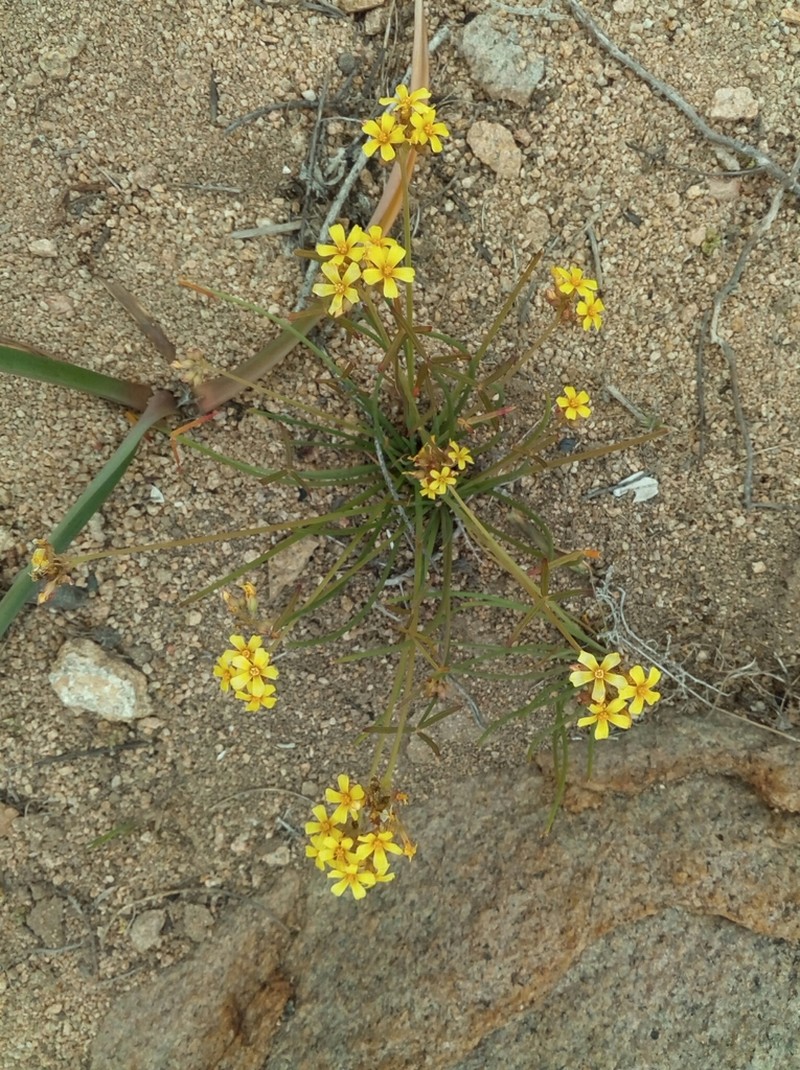Oxalis tortuosa photo 4
