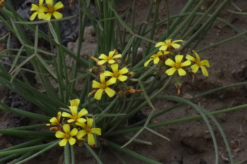 Oxalis tortuosa photo 5