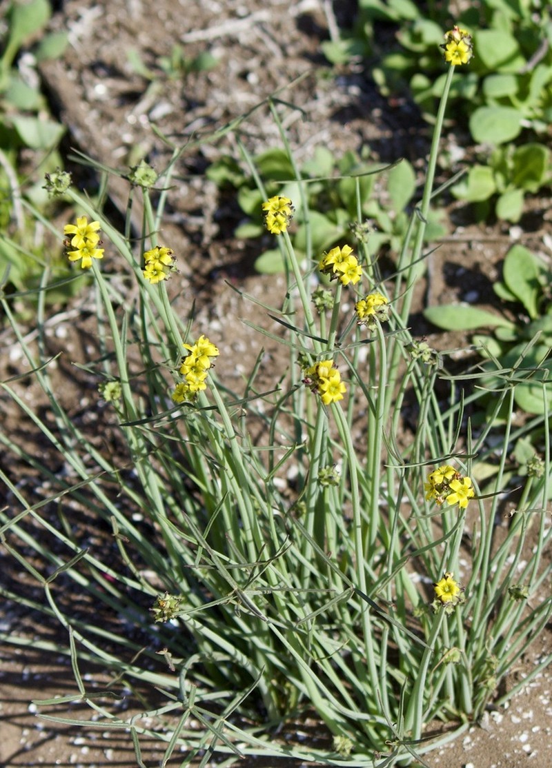Oxalis tortuosa photo 6