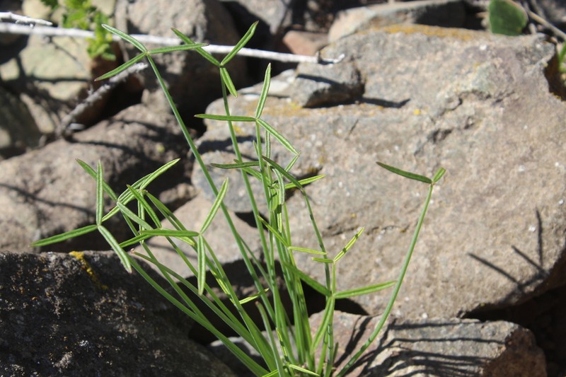 Oxalis tortuosa photo 7