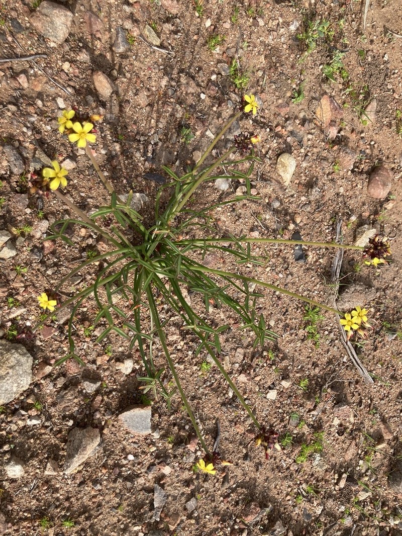 Oxalis tortuosa photo 8
