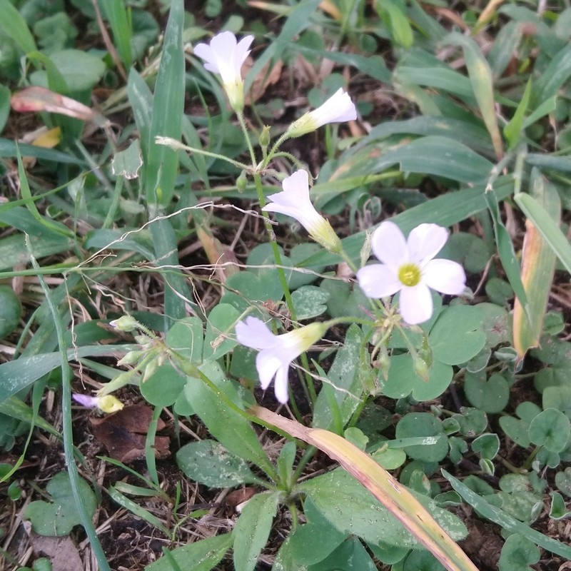 Oxalis tragopoda