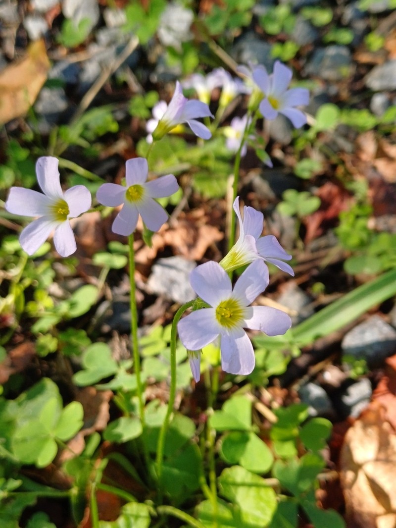Oxalis tragopoda photo 2