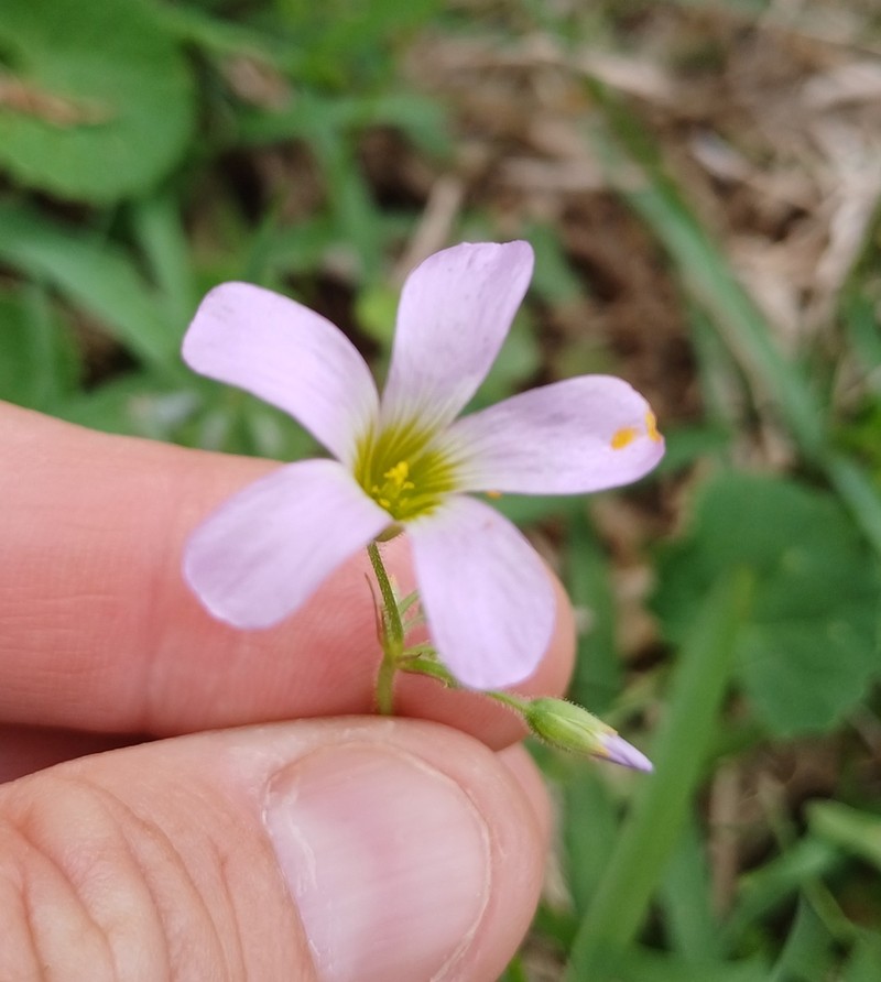 Oxalis tragopoda photo 3