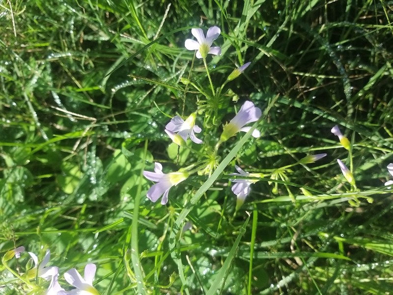 Oxalis tragopoda photo 4