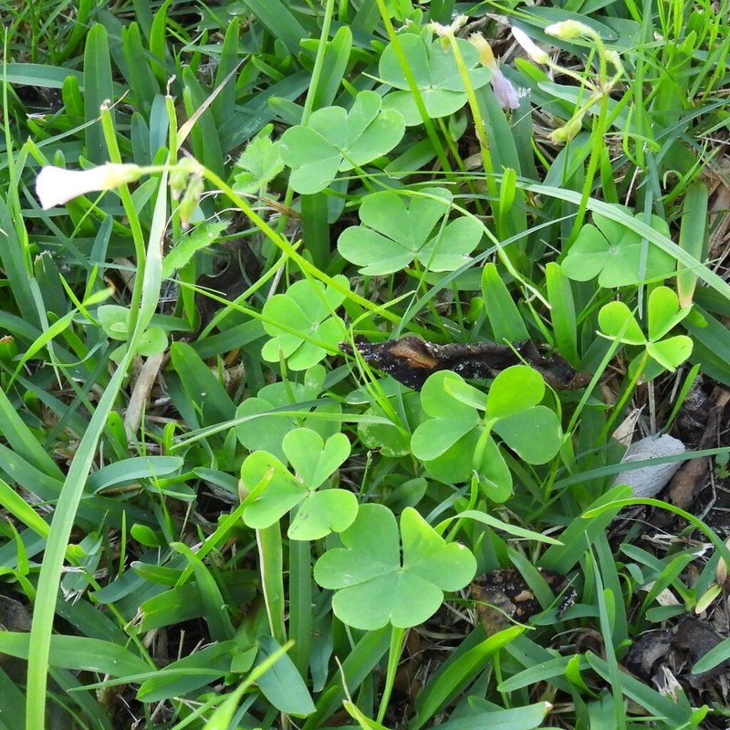 Oxalis tragopoda photo 5