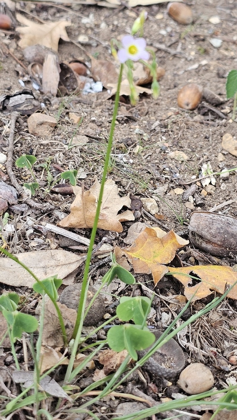 Oxalis tragopoda photo 6