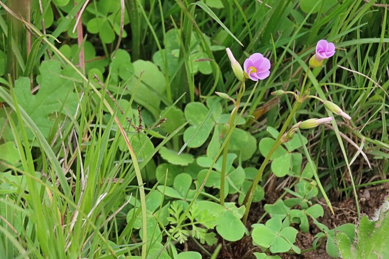 Oxalis tragopoda photo 7