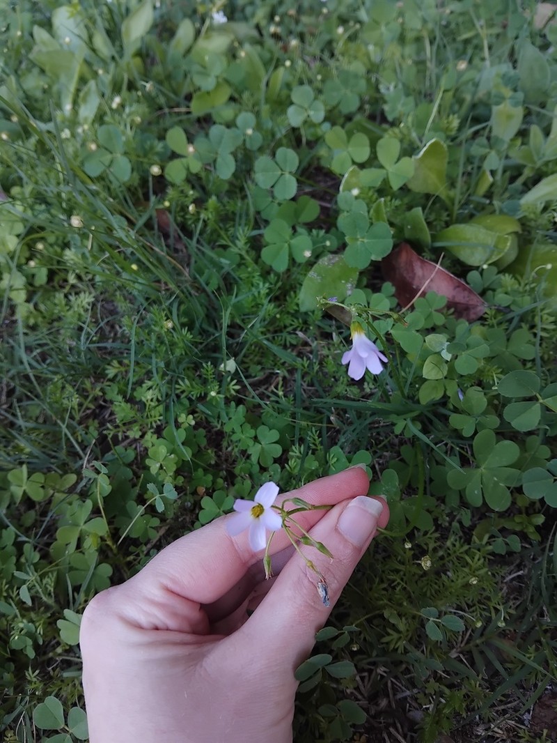 Oxalis tragopoda photo 8
