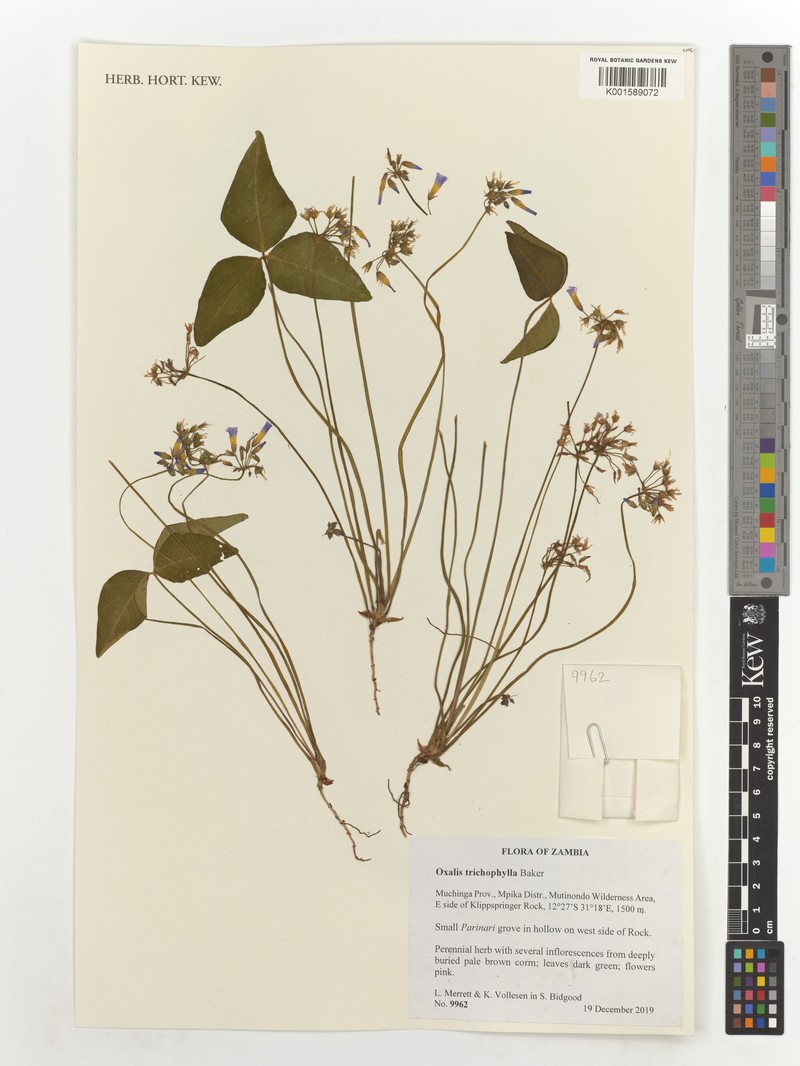 Oxalis trichophylla